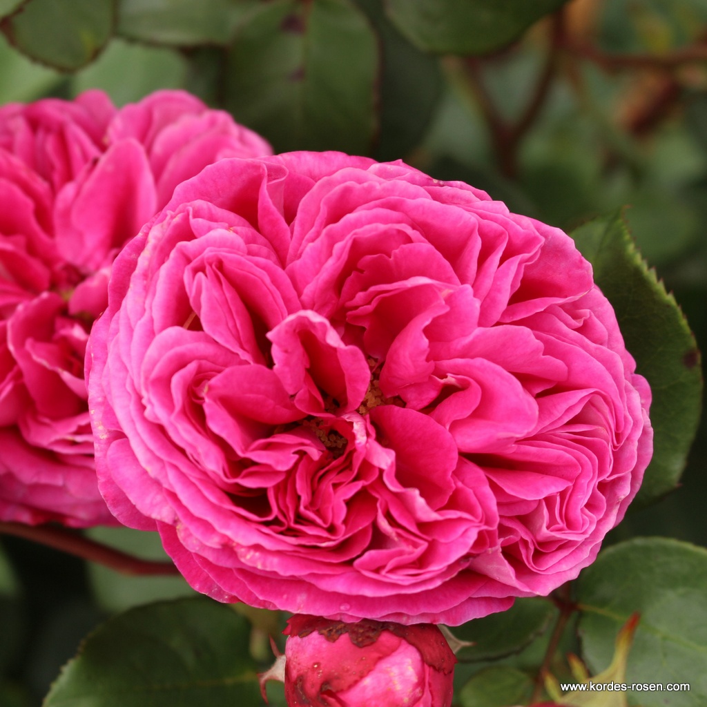 Роза флорибунда Фрайфрау Каролайн